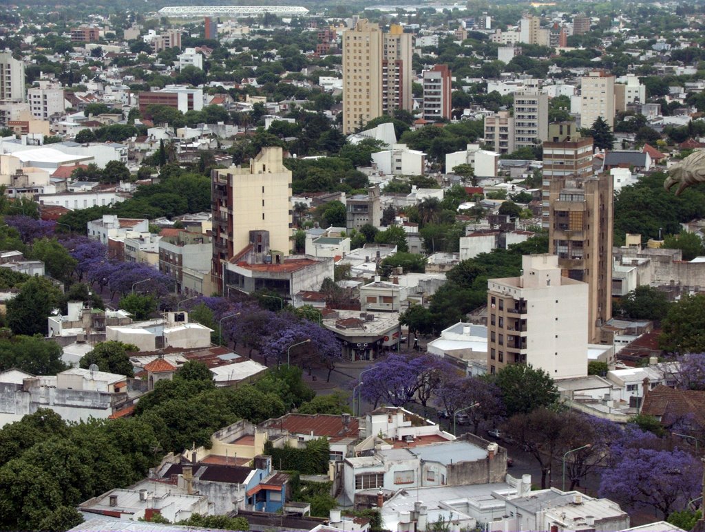 Jacaranda en Flor en la Diagonal 73