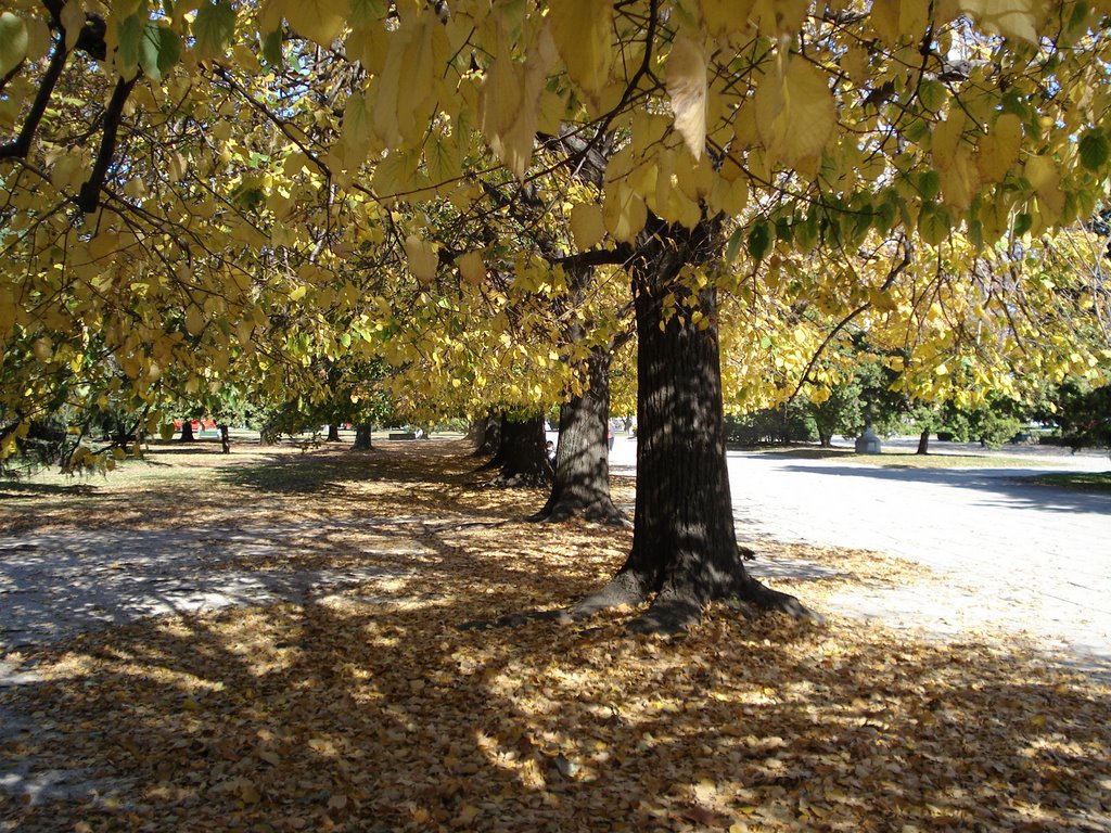 Otoño en Plaza Moreno (x Juantincho)