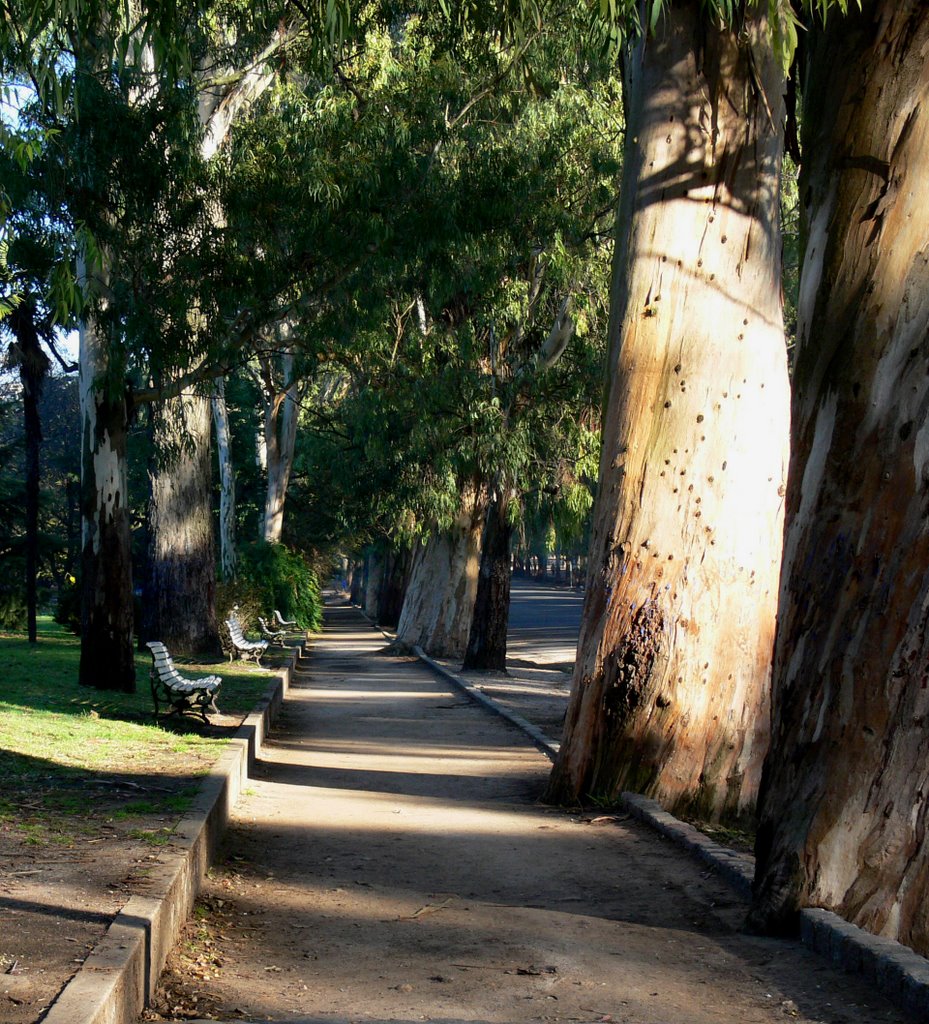 Eucalyptus centenarios del Paseo del Bosque