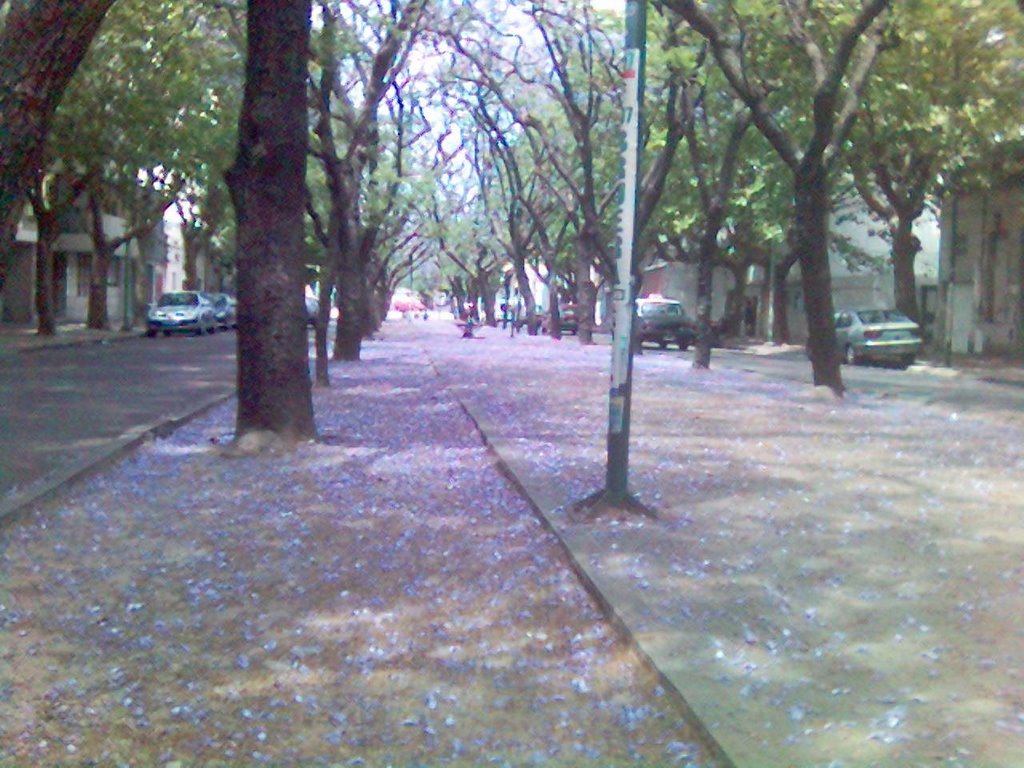 JACARANDA