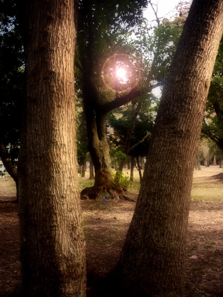 cruces en el bosque de la plata