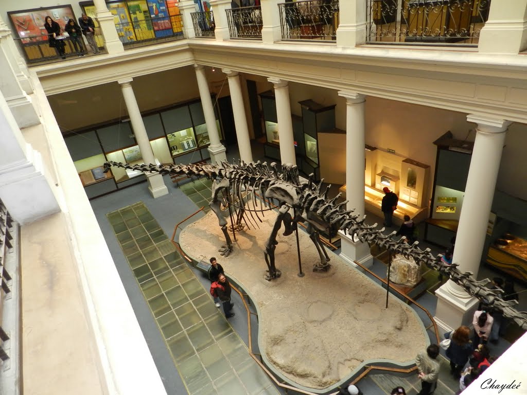 "Diplodocus".  Museo de La Plata.
