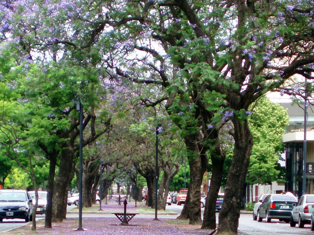 Los Jacranda de Diagonal 73