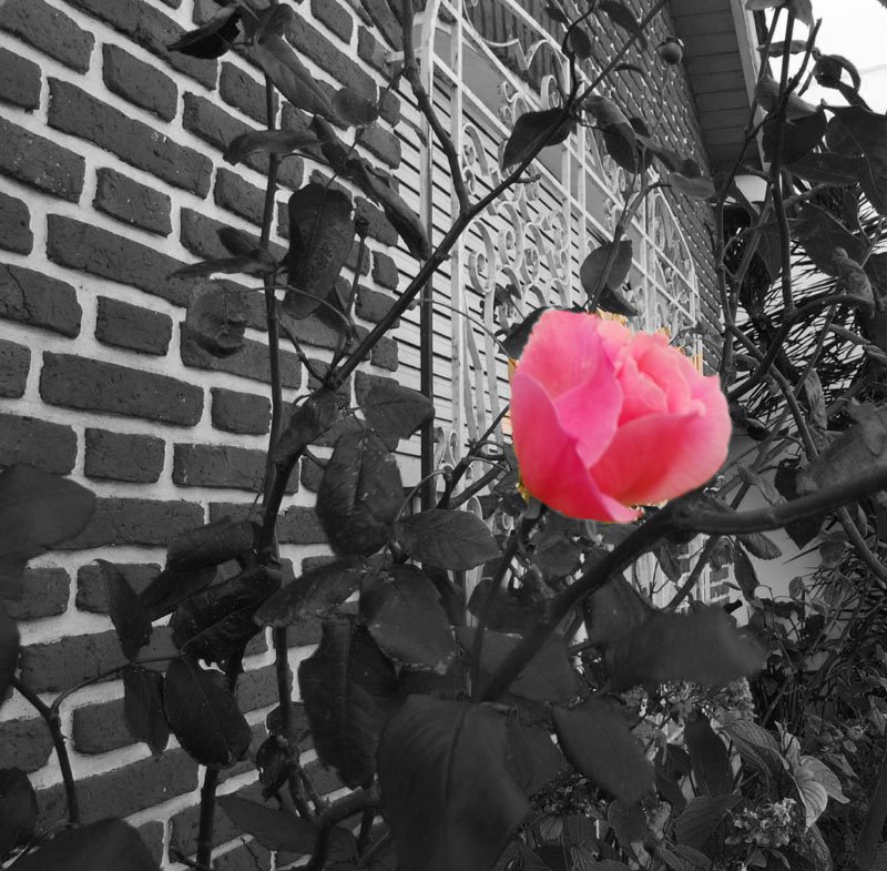 la ultima rosa de mi jardin