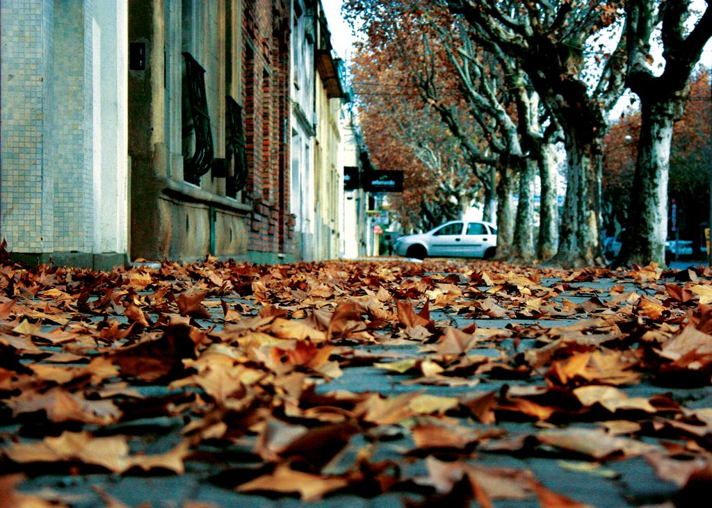 Otoño en Mercedes