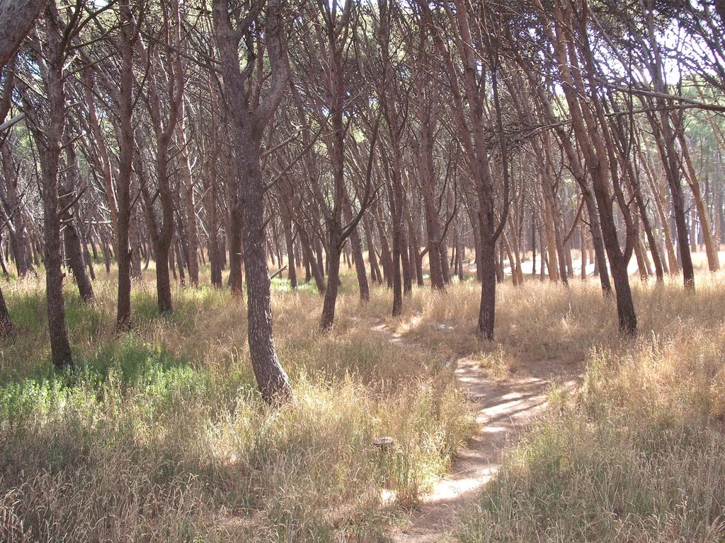 Parque Lillio, sector agreste