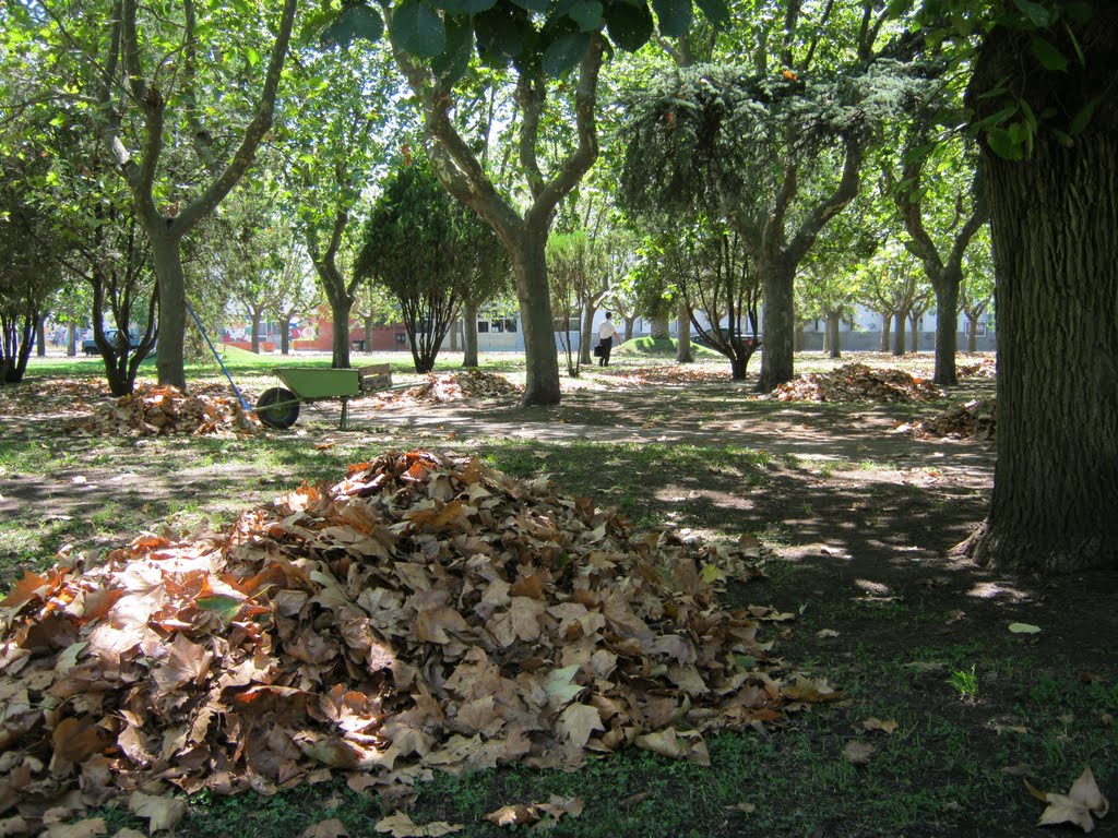 19 de Enero de 2012 ¿Otoño adelantado?