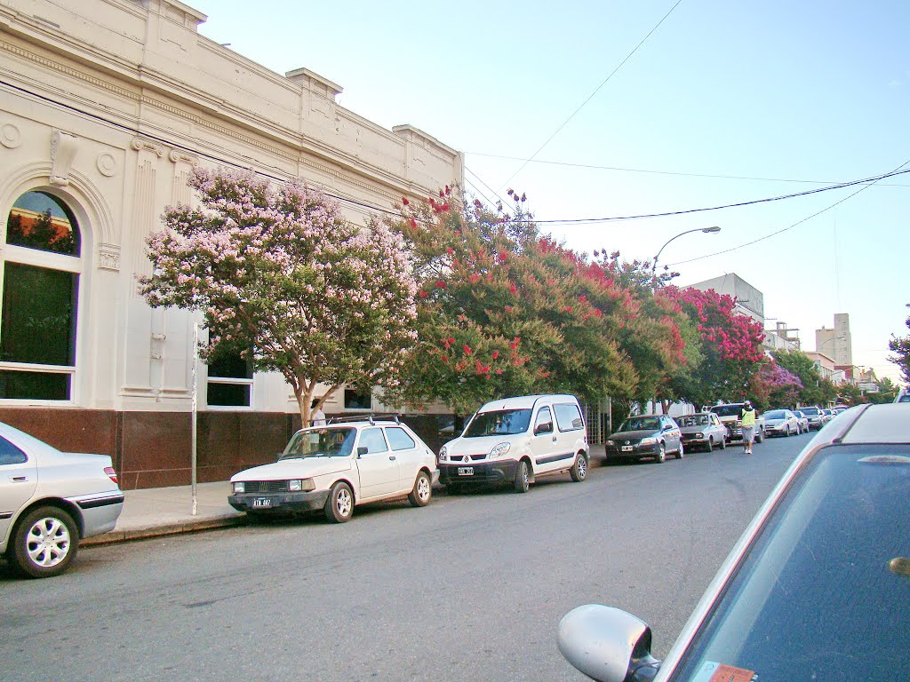 Necochea (Bs.As.) - Coloridos árboles frente a la sede bancaria en calle céntrica - ecm