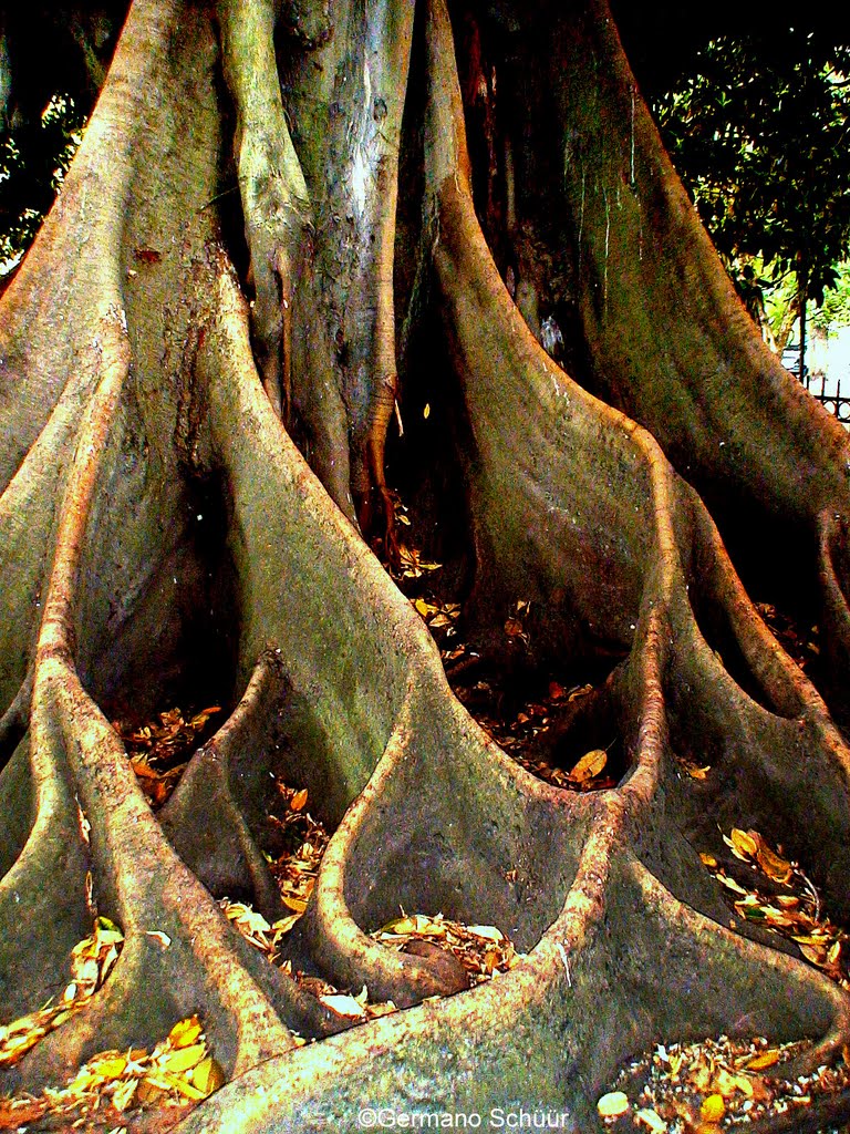 Raiz tabular na Plaza San Martin, Buenos Aires ©Germano Schüür