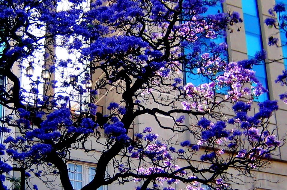 JACARANDA