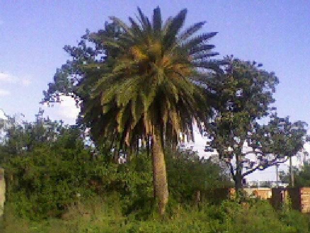 Arboles del terreno