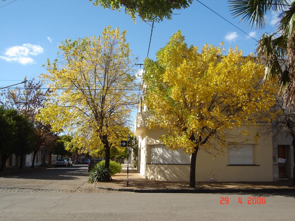 ESQUINA ARBOLADA