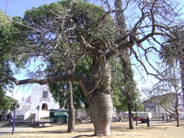 Plaza de Alta Gracia III