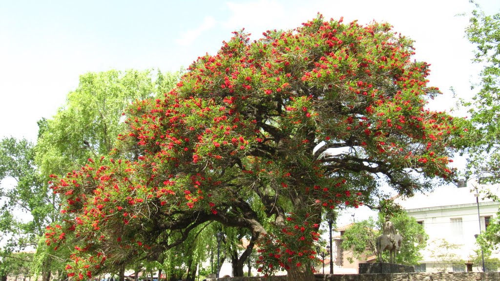 Alta Gracia, parque de Tajamar y ceibo, árbol de la flor nacional de Argentina.