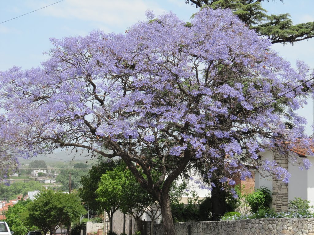 Alta Gracia, una de sus calles y jacaranda.