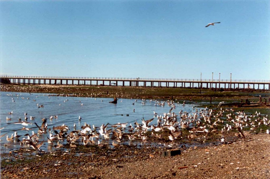 Caleta Cordova