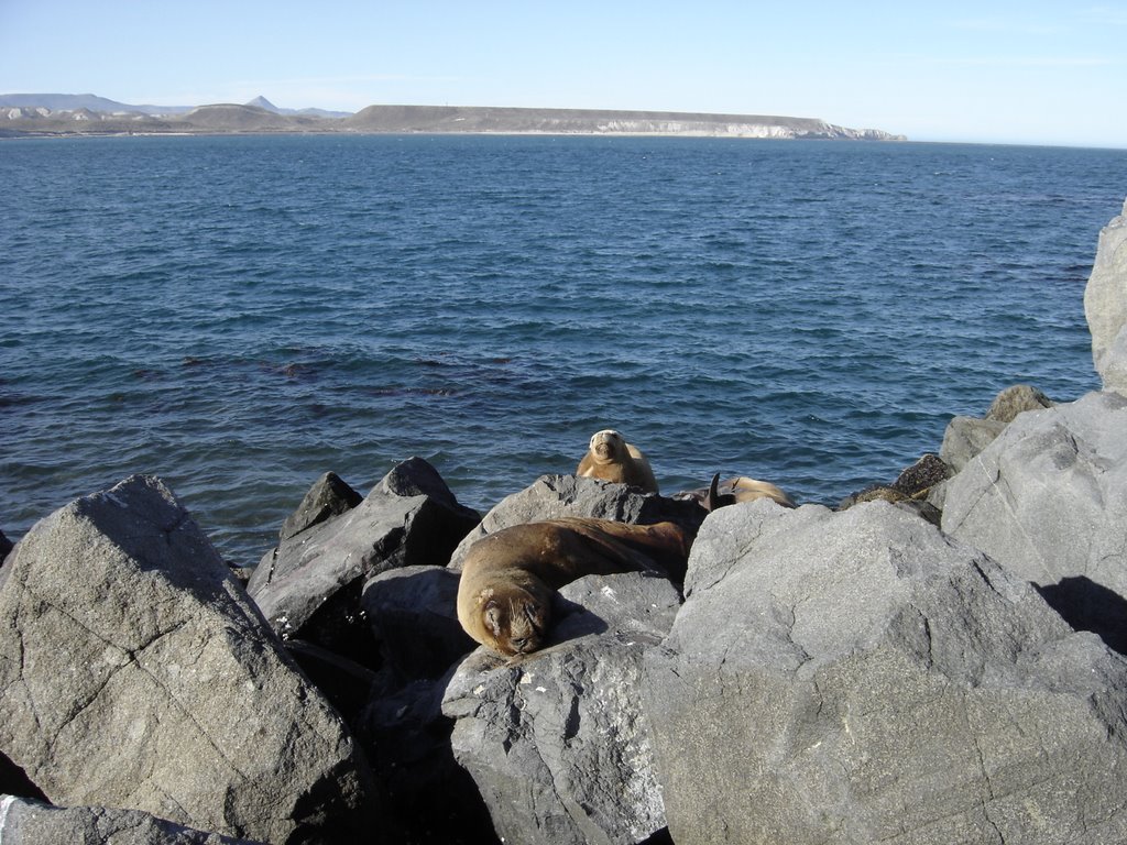Lobo en Muelle