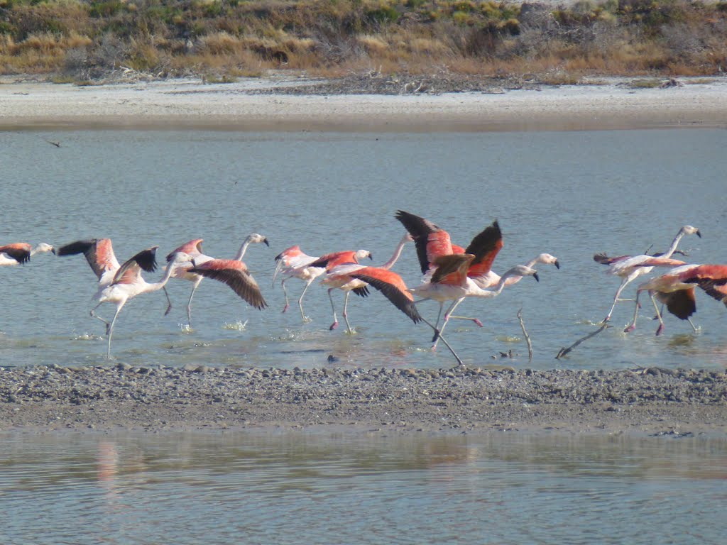 Flamencos