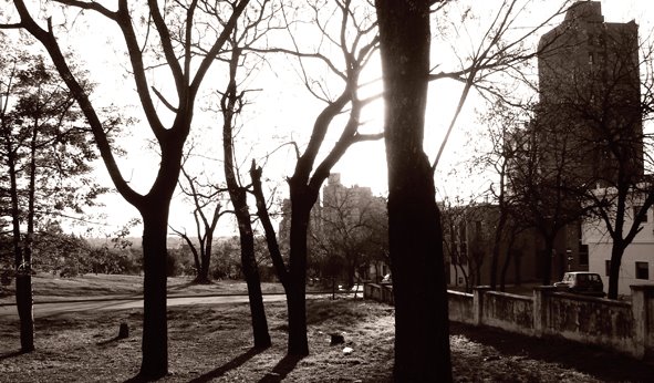 Arboles de la Ciudad Universitaria