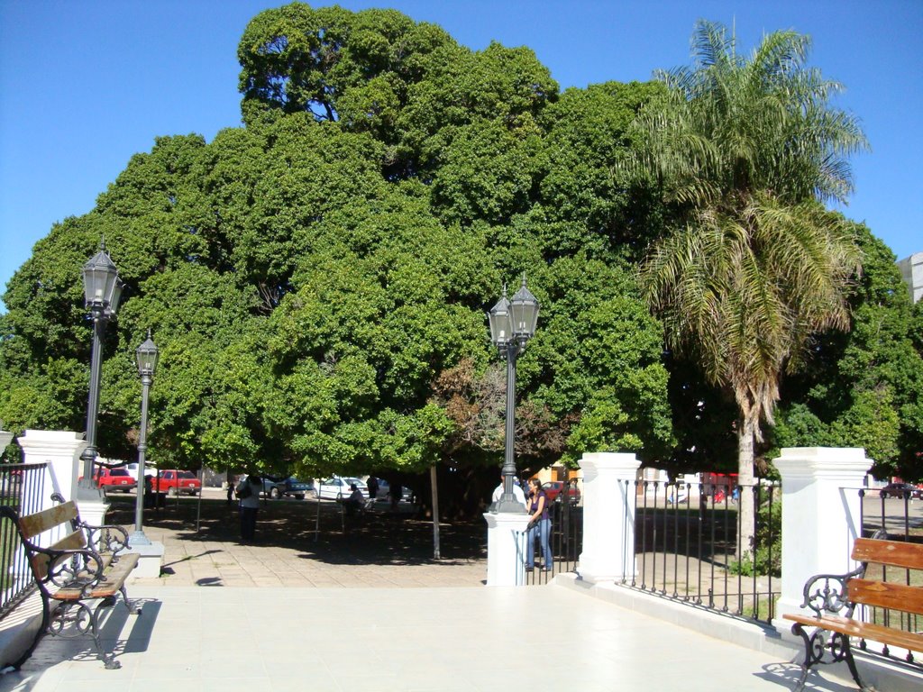 Plaza de Goya, árbol de yerba mate