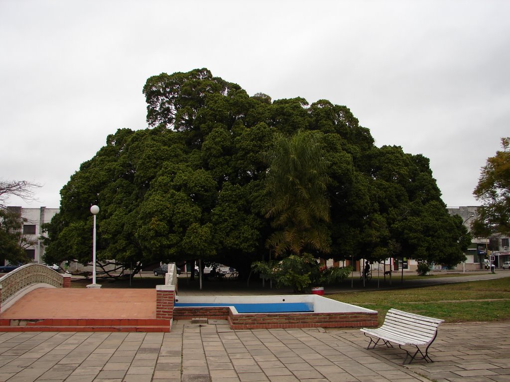 Ficus desde 1912 (16/08/2007)