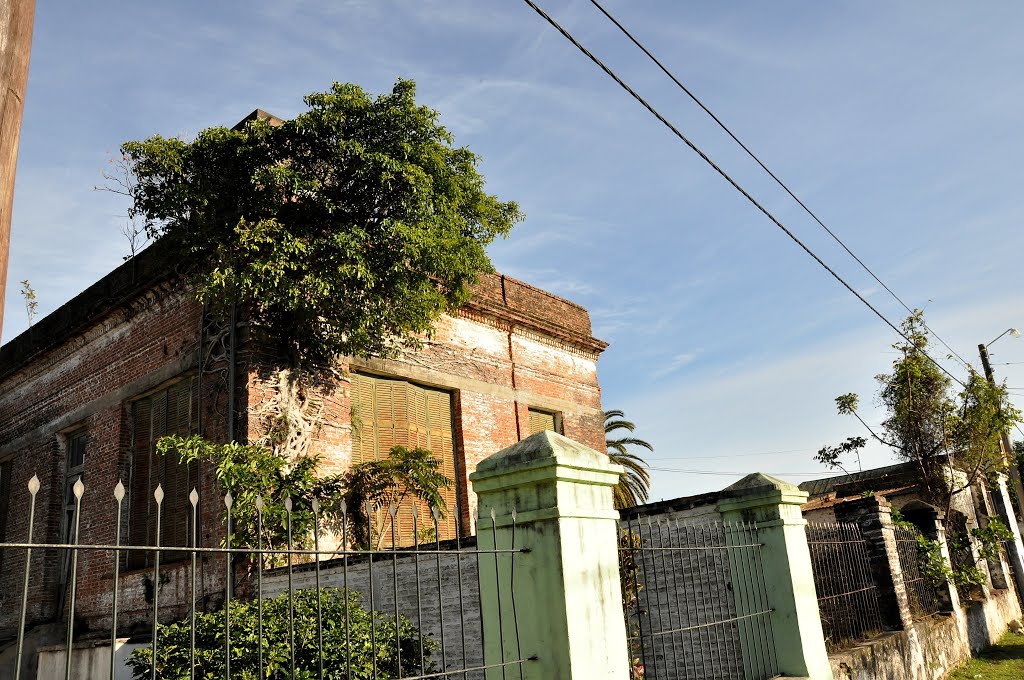 Guapoí creciendo sobre una vieja casa