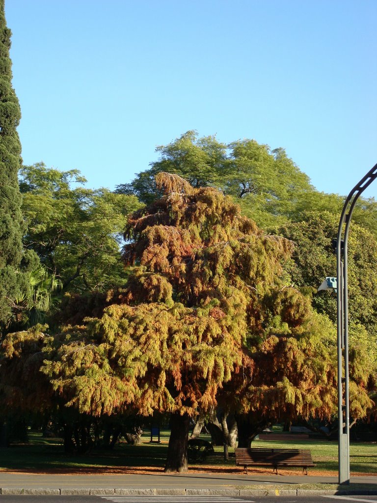 Otoño en el Parque Independencia Rosario