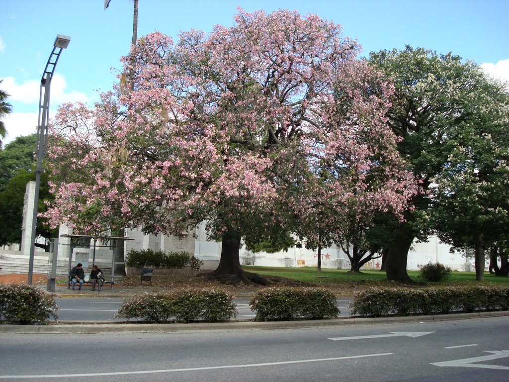 Palos Borrachos en Flor Parque Independencia