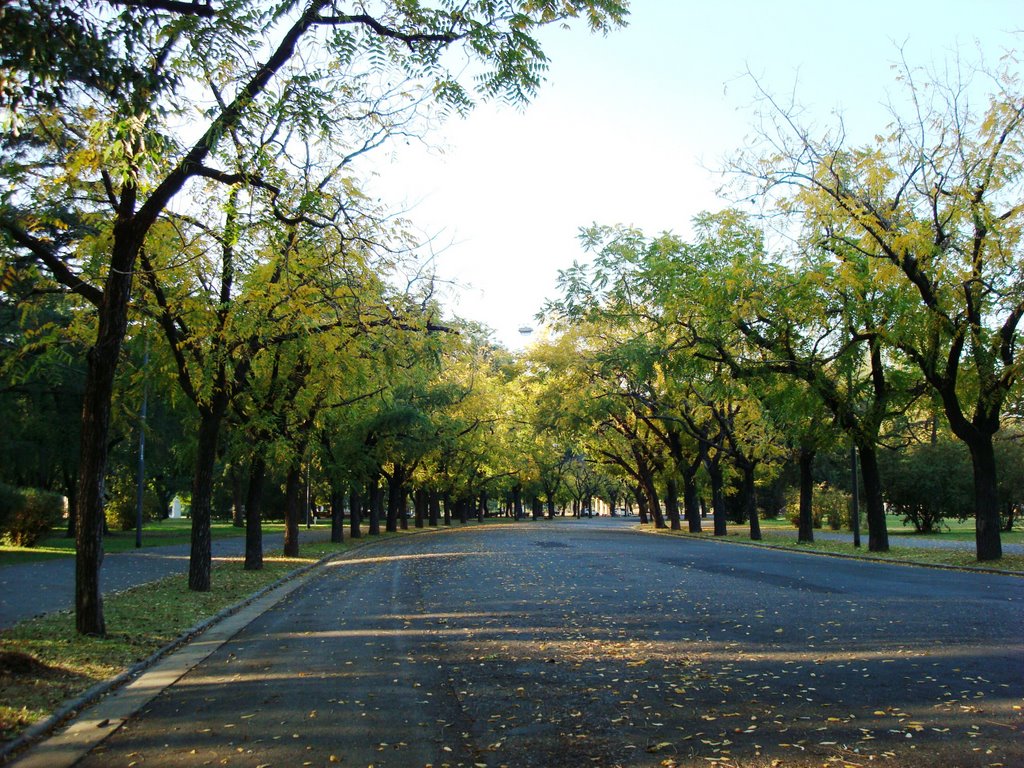 Acacias en Calle del Parque Independencia - Rosario - Santa Fe - Argentina