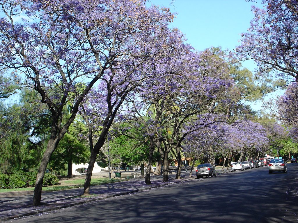 Parque Independencia. Jacarandás en primavera