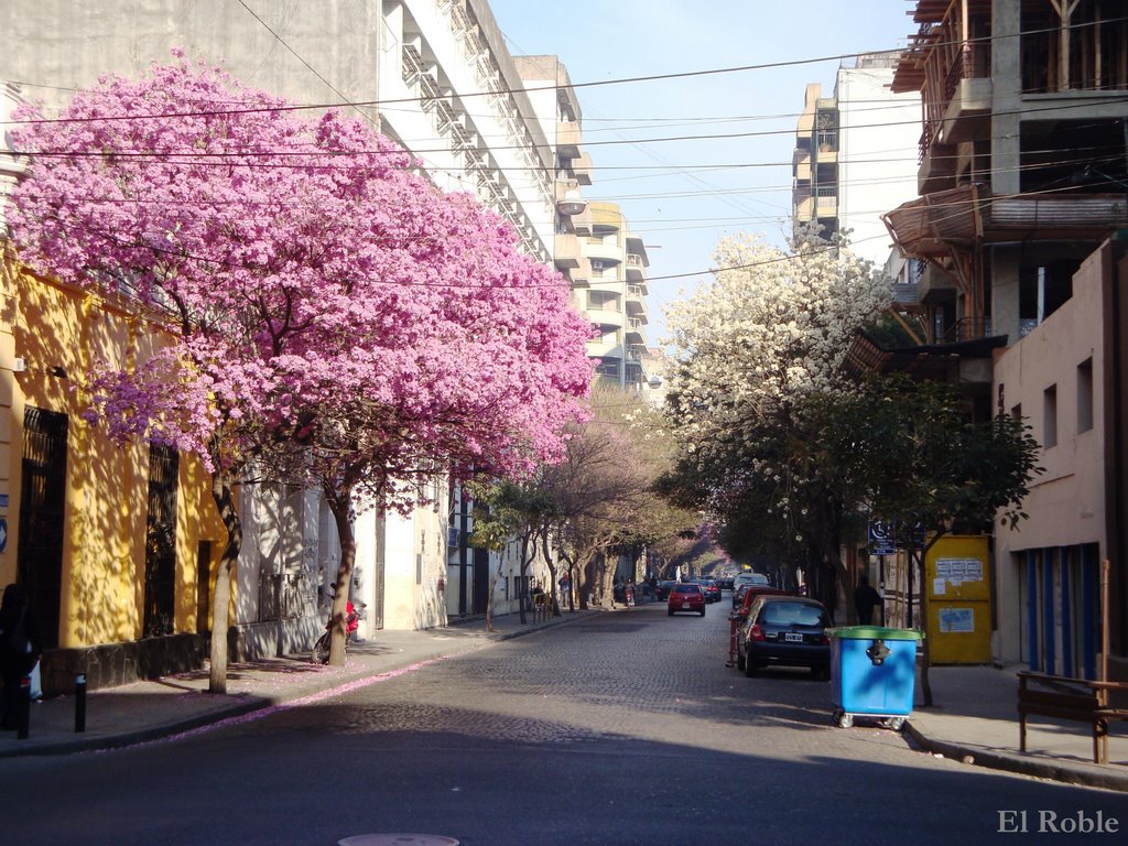 Lapachos Rosas Y Blanco Frente a la UTN En Rosario, Santa Fe, Argentina