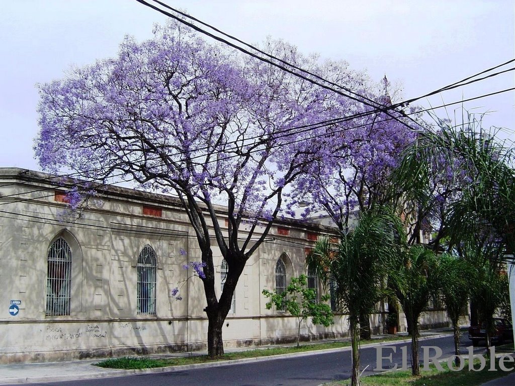 Jacaranda en Flor en Galvez y Laprida Rosario, Santa Fe, Argentina