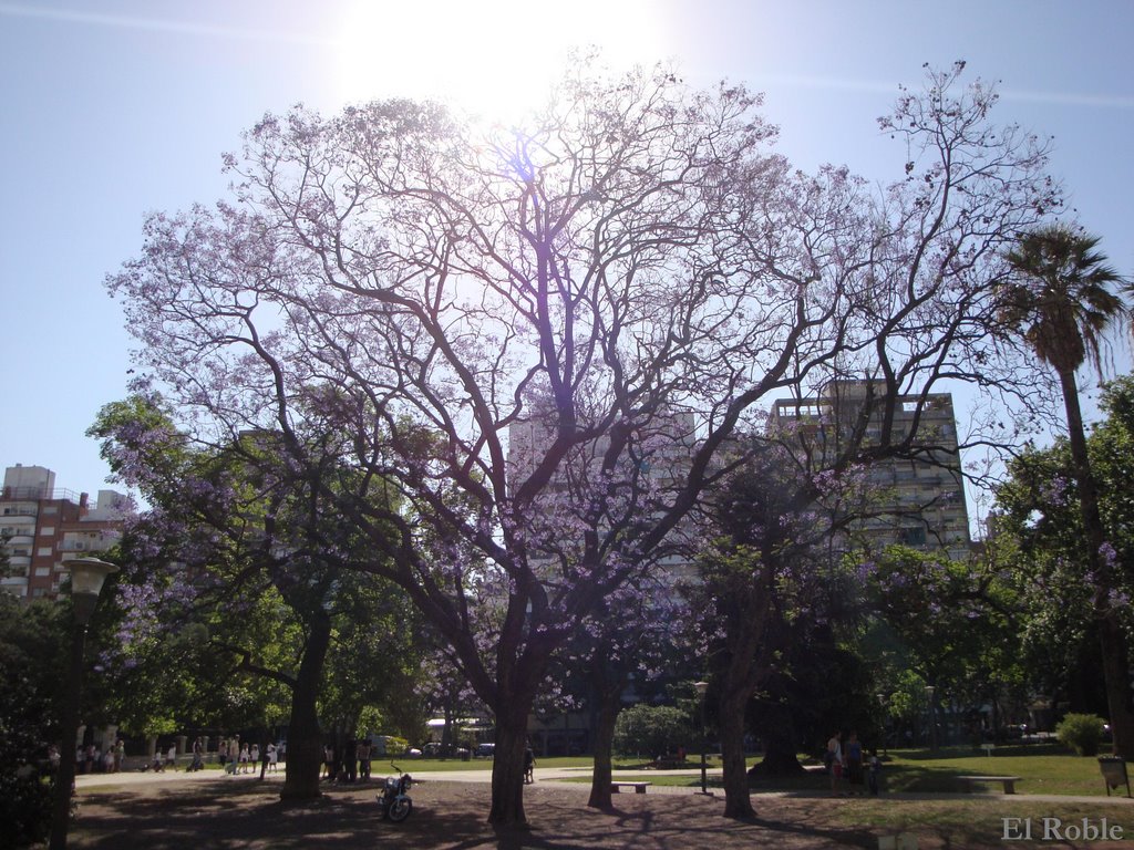 Jacarandaes Floridos en Contraluz Plaza Sarmiento - Rosario, Santa Fe, Argentina