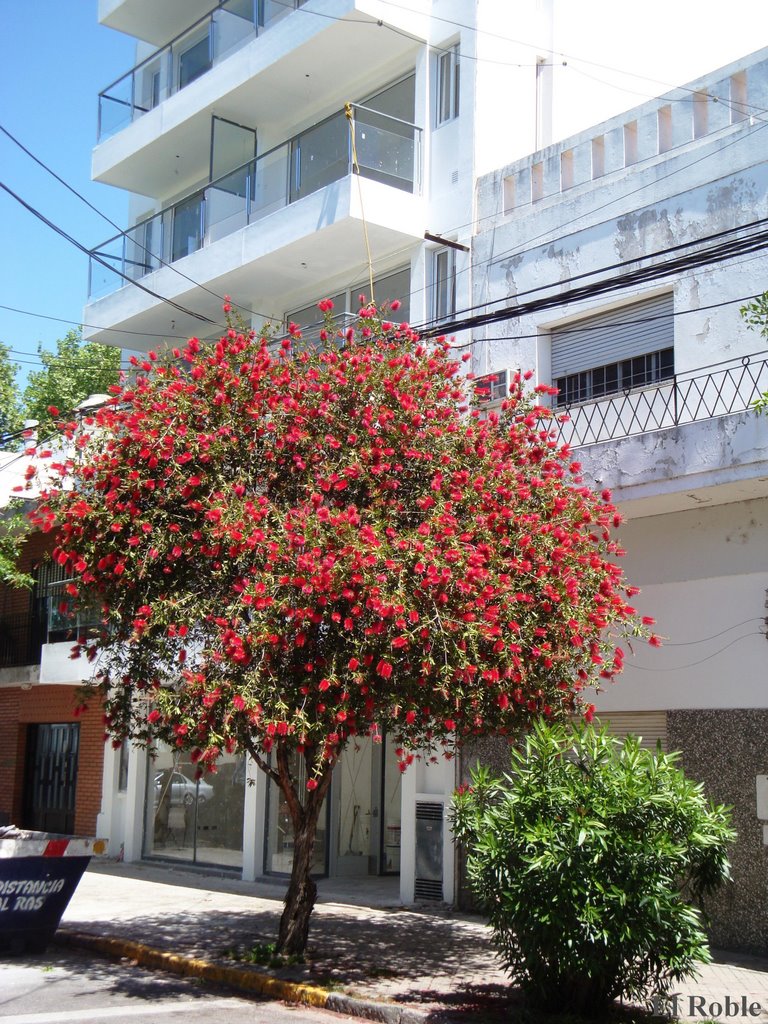 Calistemus en Flor Rosario,Santa Fe, Argentina