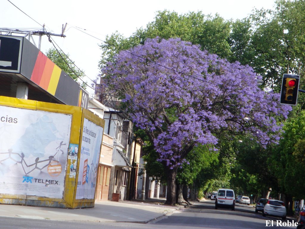 Jacaranda en Flor  Rosario, Santa Fe, Argentina