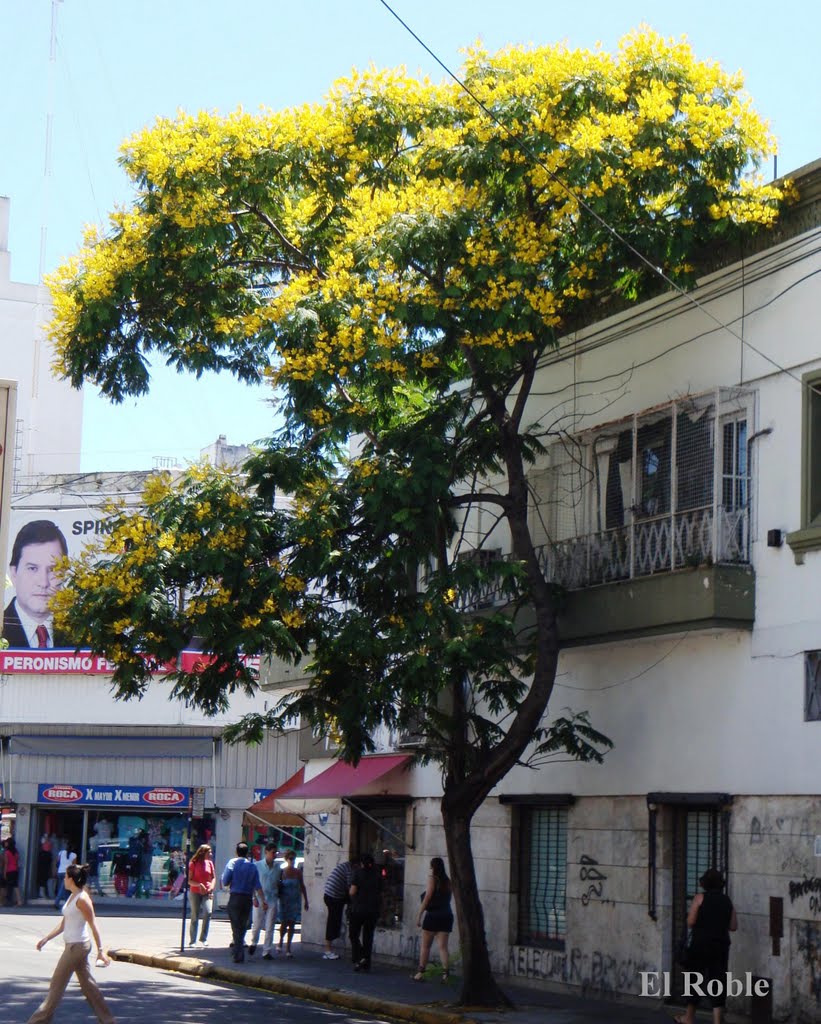Muy urbano y muy ufano de su floración este Ibirá Pitá de San Luis y Pte Roca en Rosario, Santa Fe, Argentina