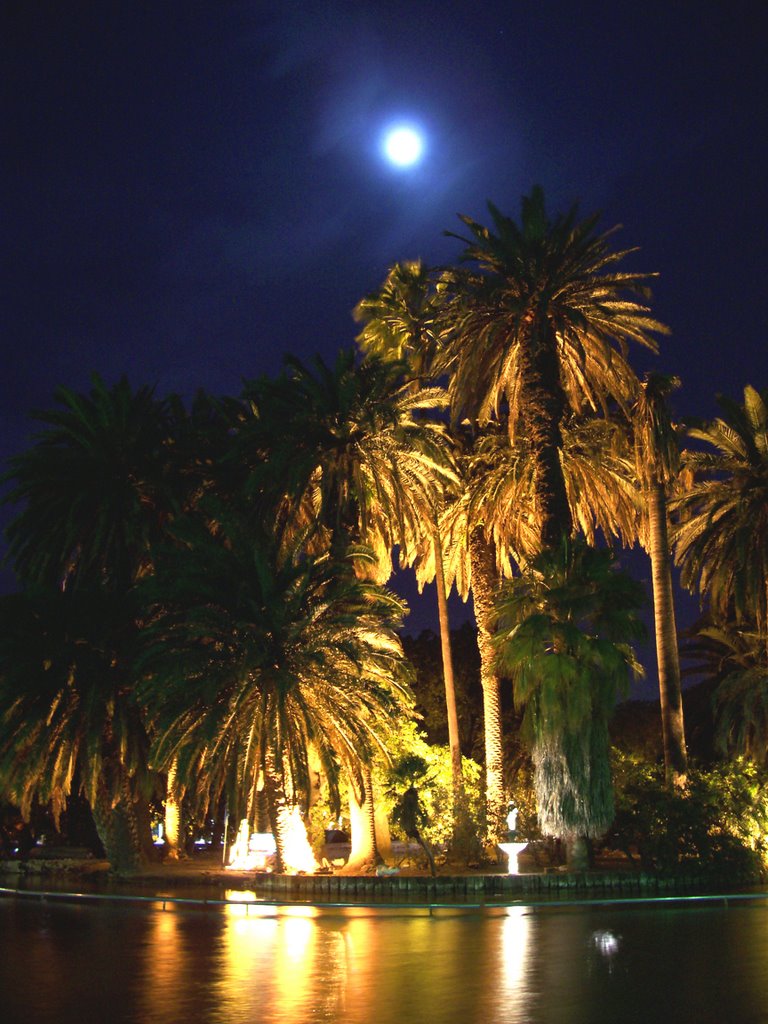 Palmeras iluminadas (Lit up Palm Trees)