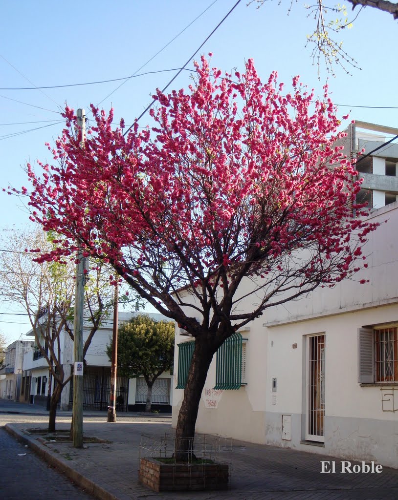 Ciruelo de jardin en Flor Rosario, Santa Fe, Argentina