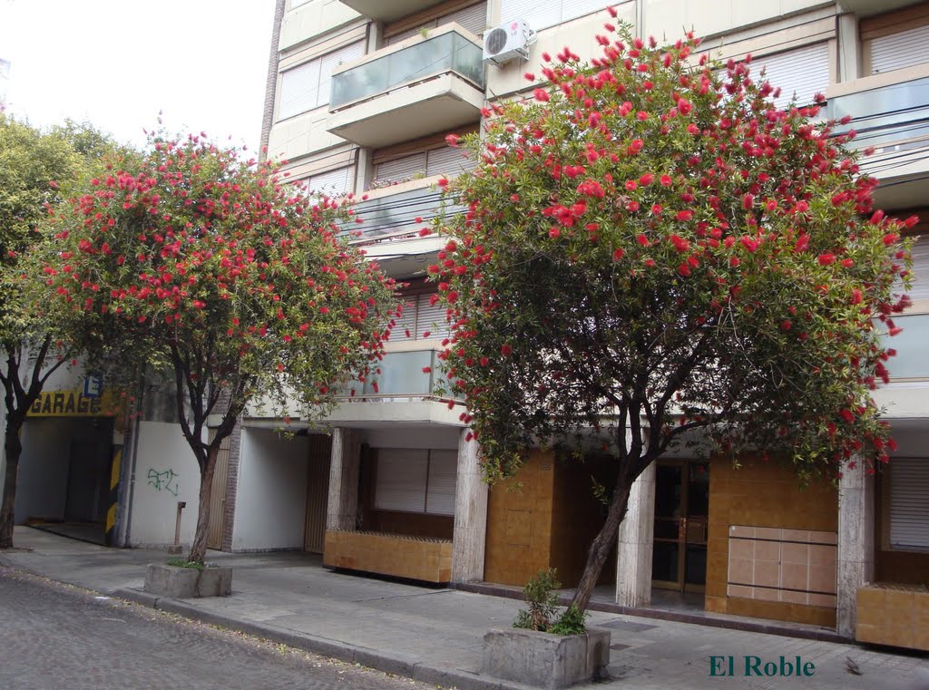 Calistemo  en Flor Rosario, Santa Fe, Argentina