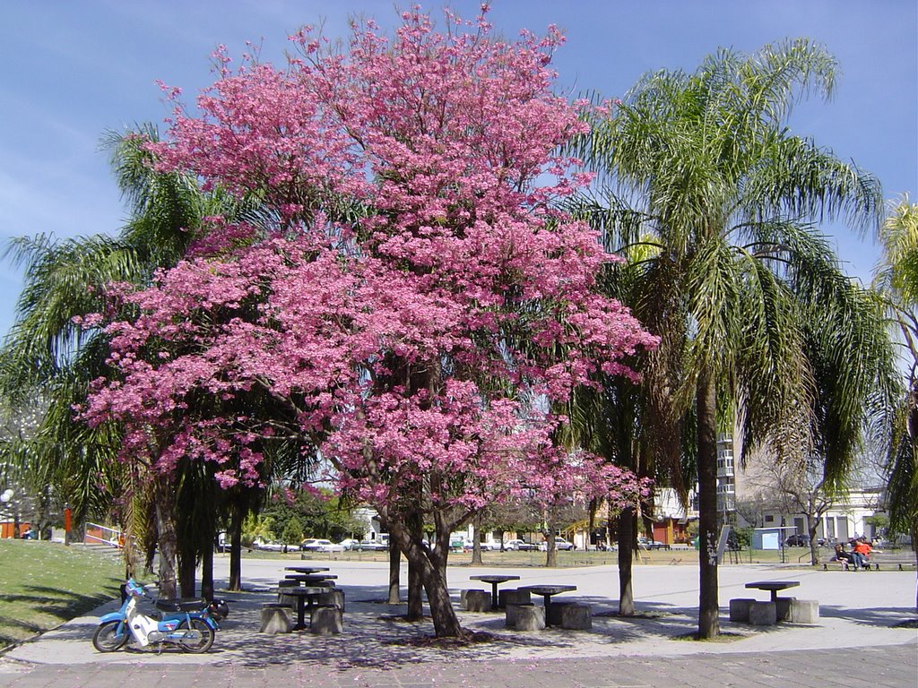 Lapacho Rosado En Flor Plaza Libertad - Rosario