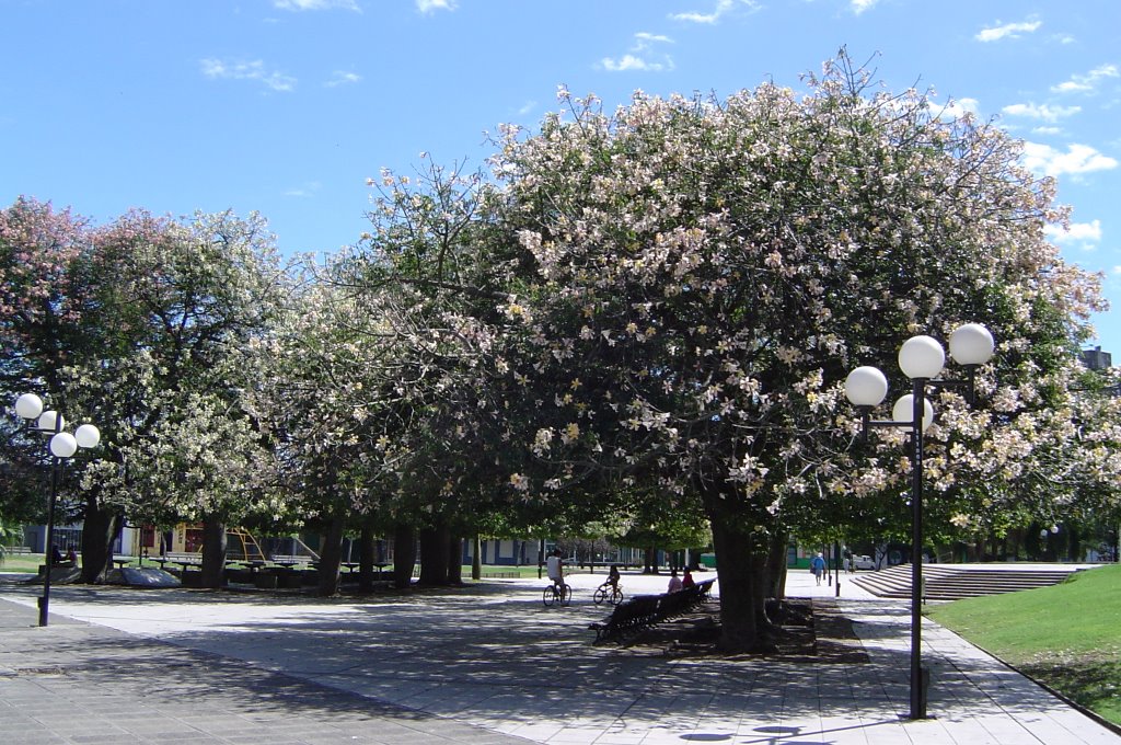 Palos Borrachos en Flor en Plaza Libertad - Rosario