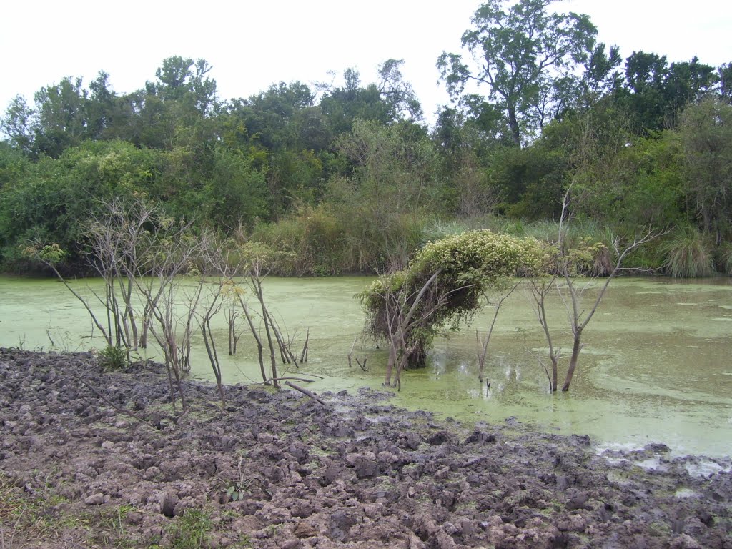 Verde Musgo