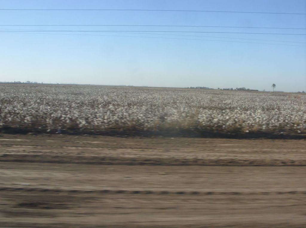 Campos de algodón   -      RRZ