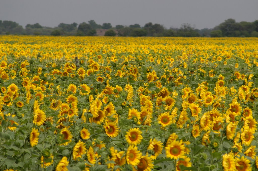 Mar de girasoles chaqueños
