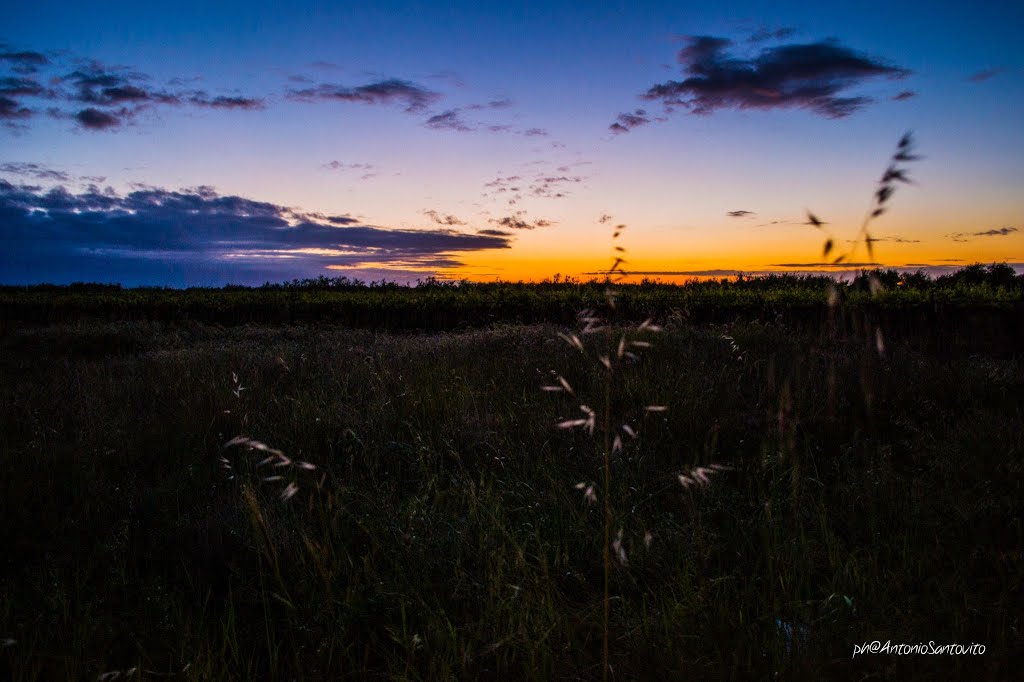 Andria, campagna al tramonto