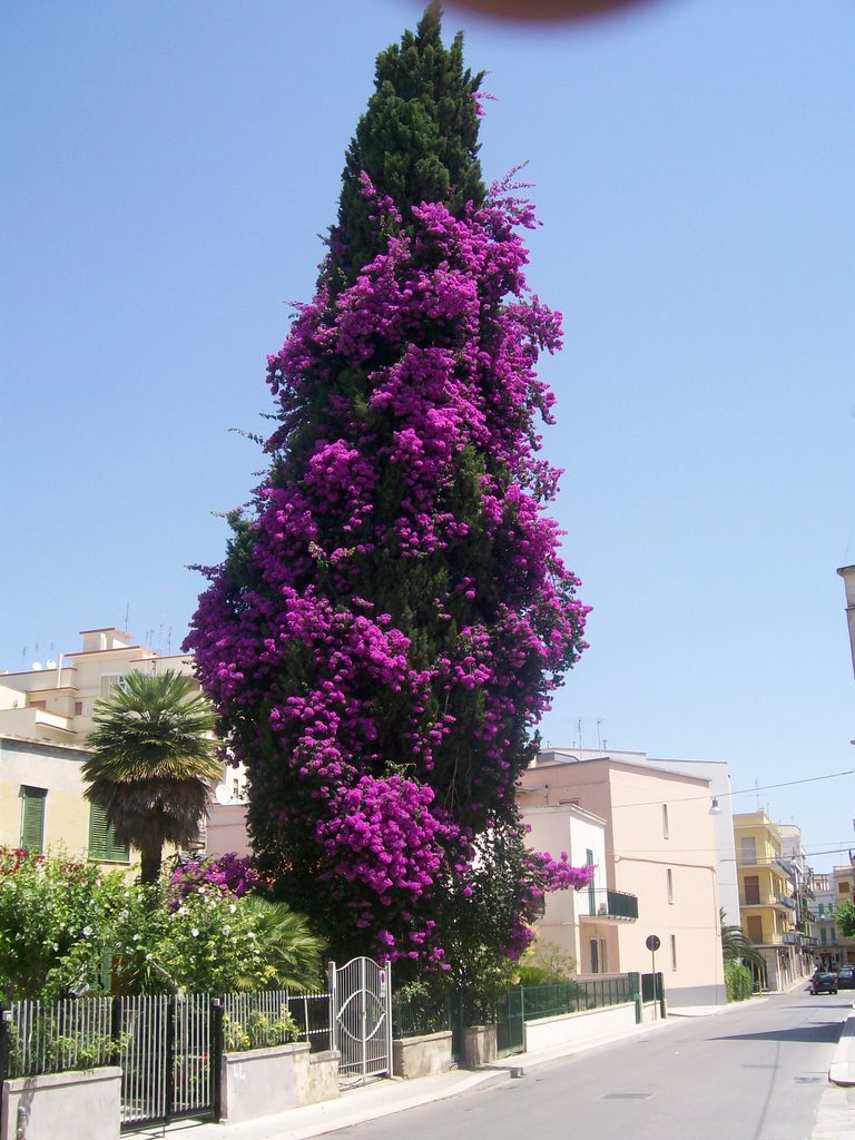 Albero fiorito