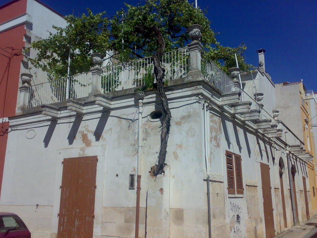 Corato, via Piccinni, antica pergola duva