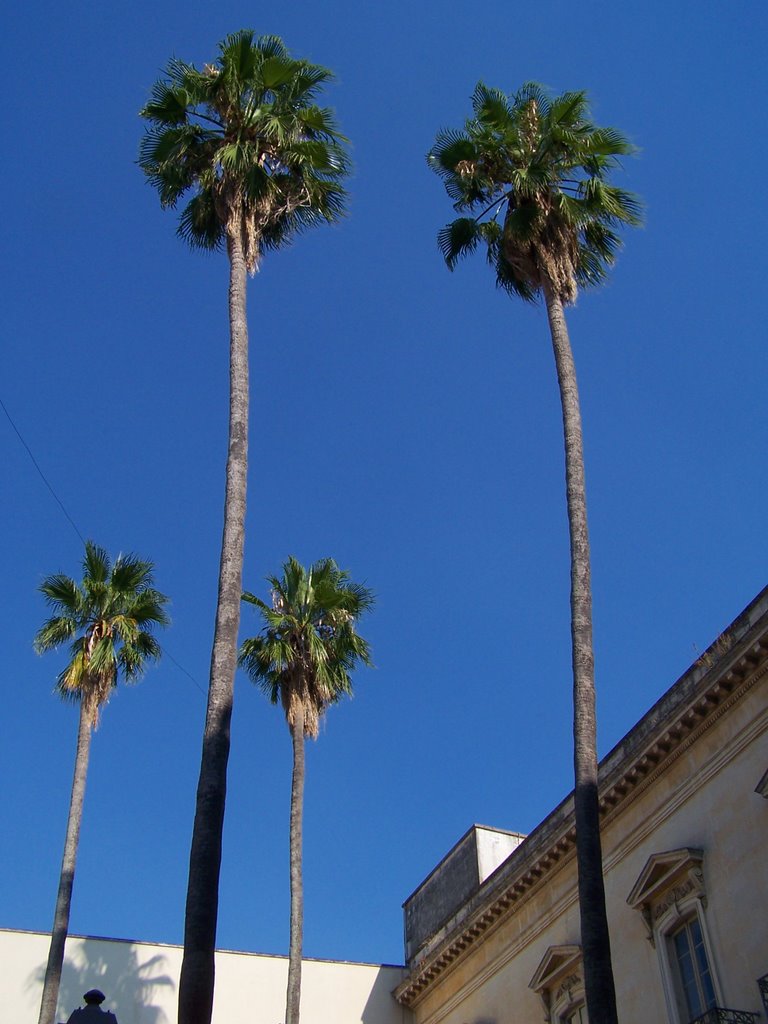 palme