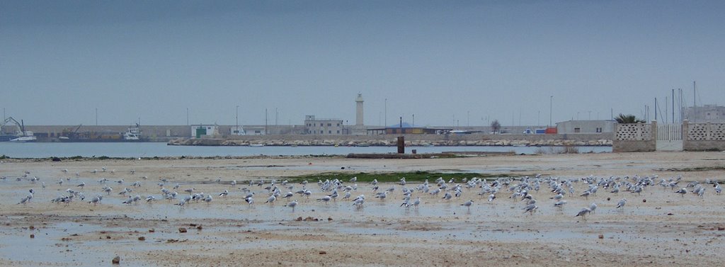 Molfetta, spiaggia Maddalena