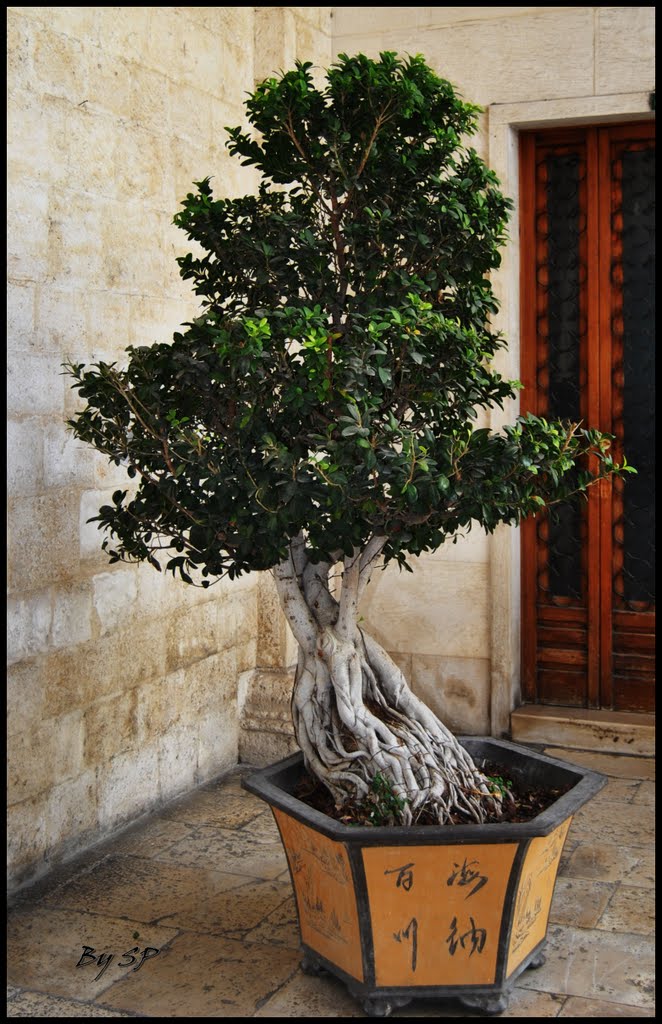 Bonsai allingresso chiesa San Domenico (Molfetta)